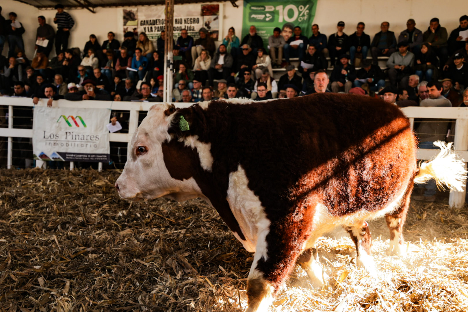 VACA HEREFORD