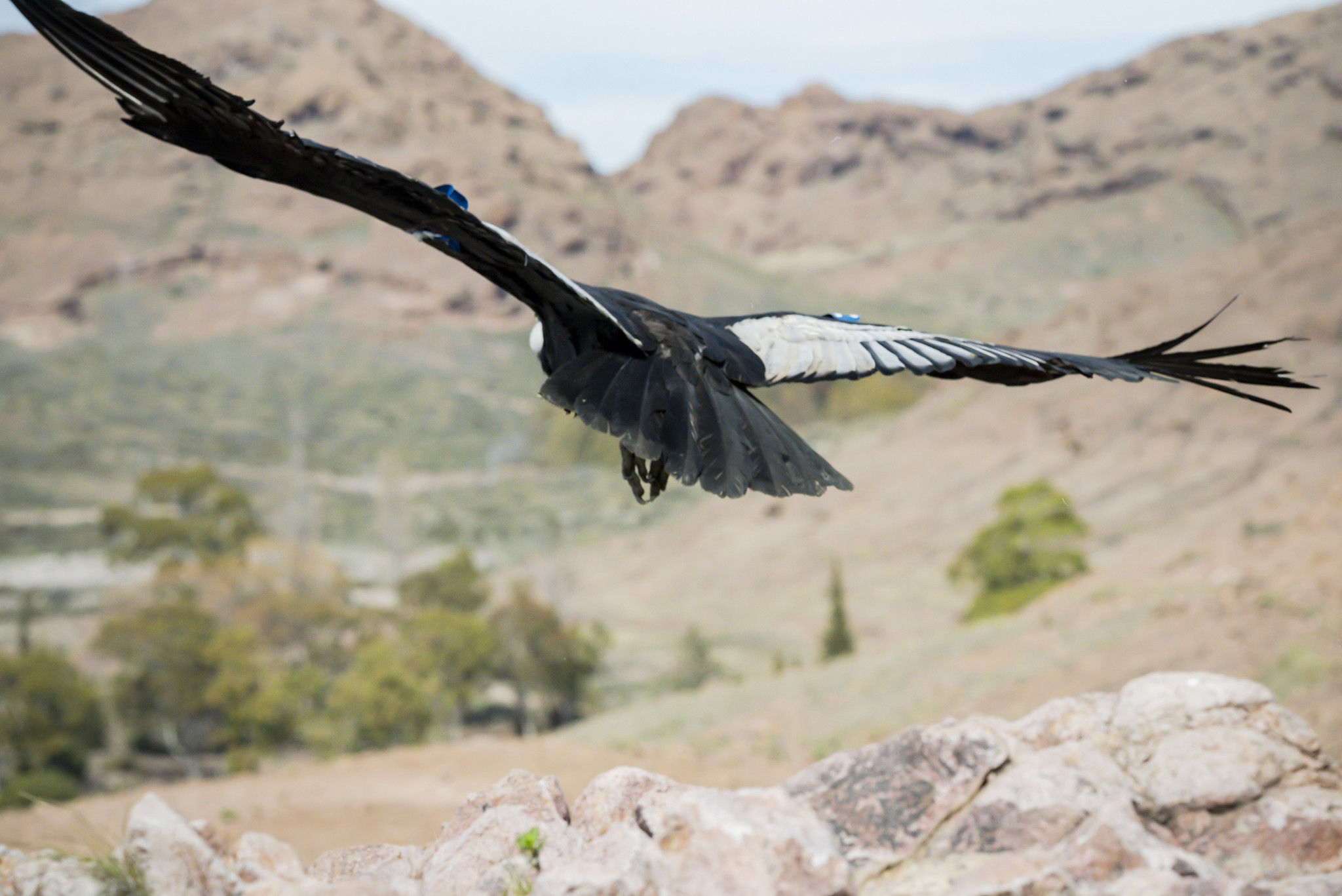 CONDOR ANDINO EN PLENO VUELO