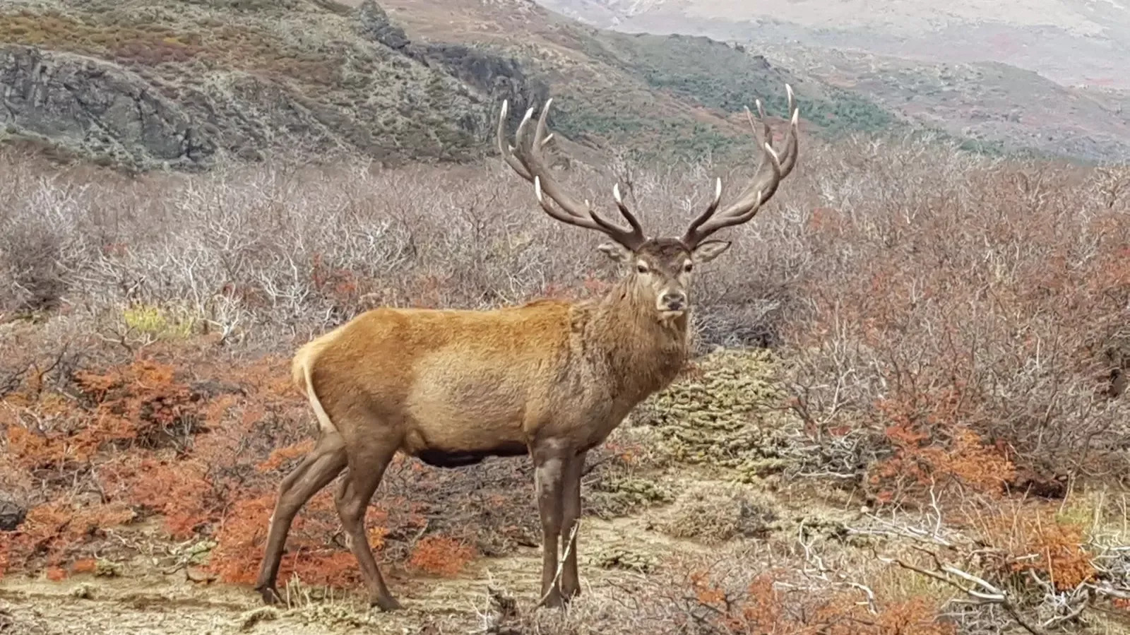 CIERVO