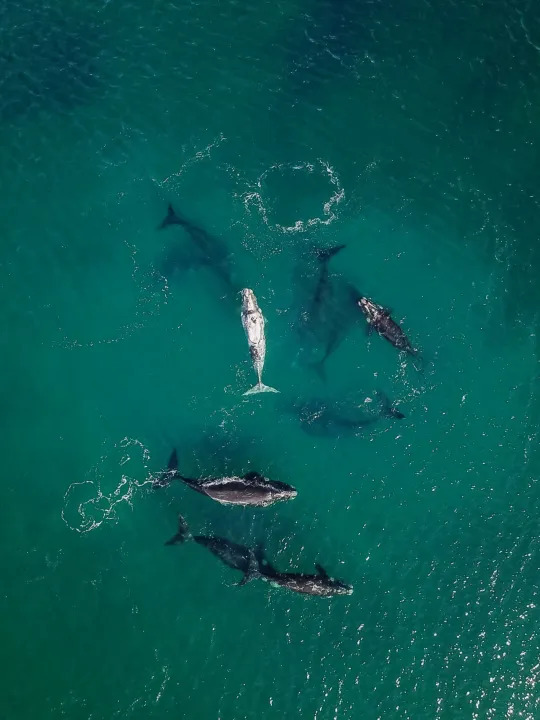 LA BALLENAS