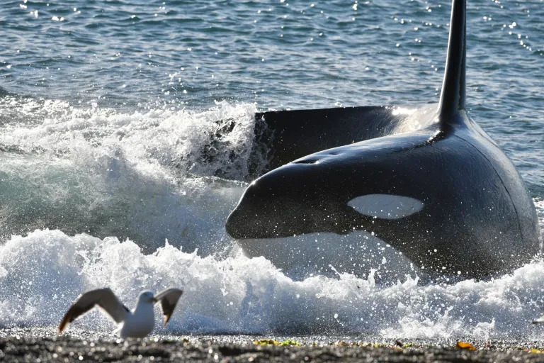 LAS ORCAS