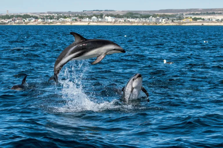 DELFINES
