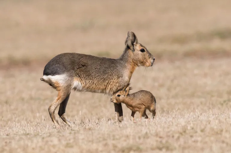 LIEBRE PATAGONICA