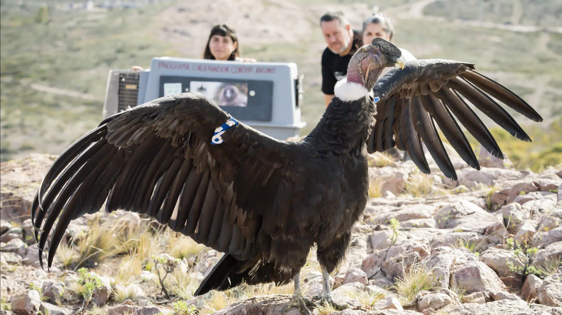 Kurruf volvió a volar: histórica liberación de un Cóndor en Sierra Grande