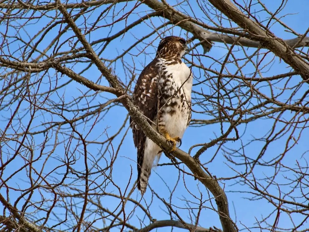 Registraron un aguilucho de cola rojiza, una especie de valor especial en la región