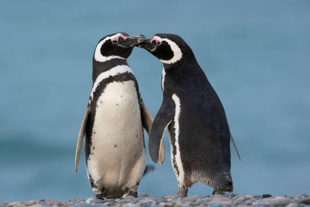 Fauna Total en Puerto Madryn: la primavera en que la Patagonia vuelve a llenarse de vida