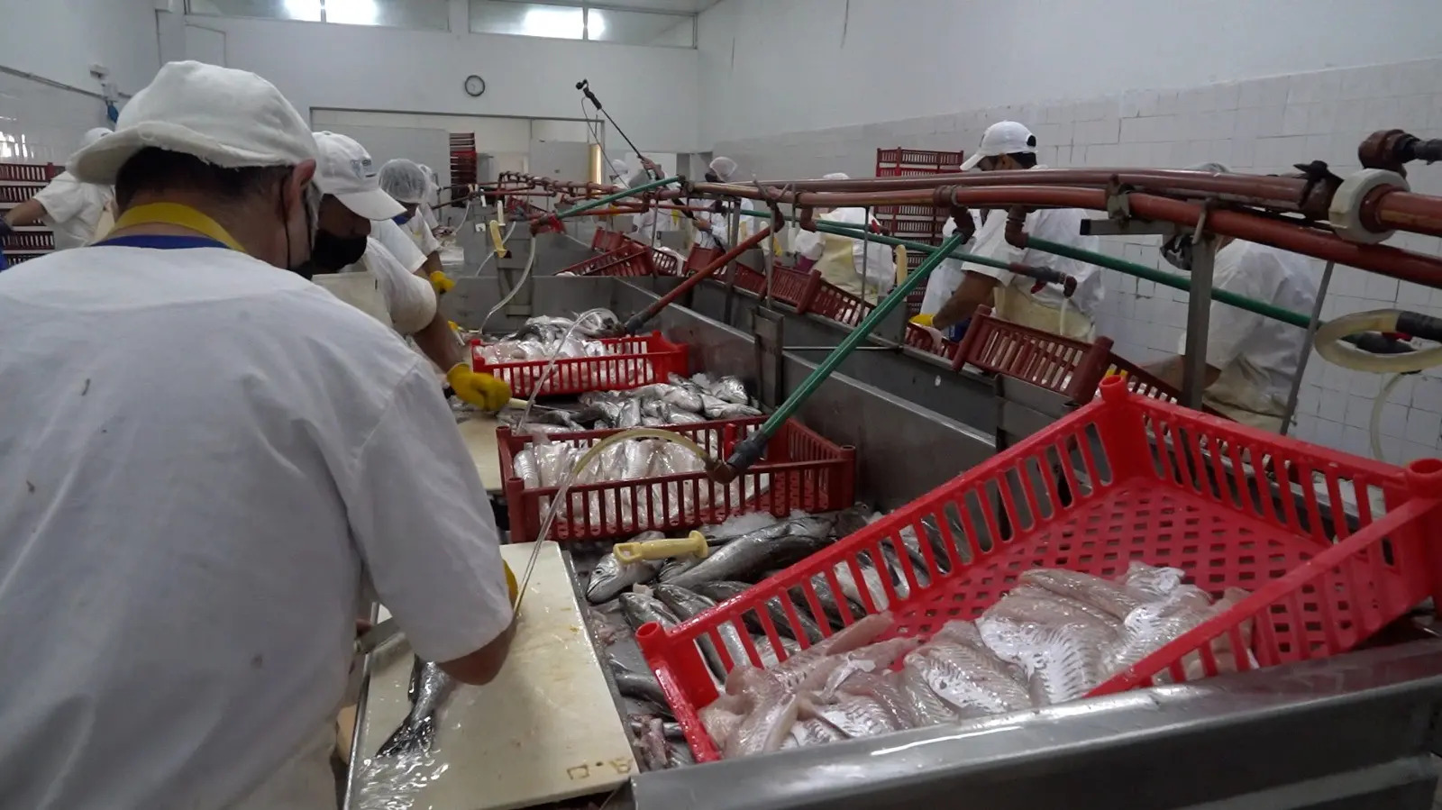 Dos cooperativas de SAO integran producción y comercialización de pescado