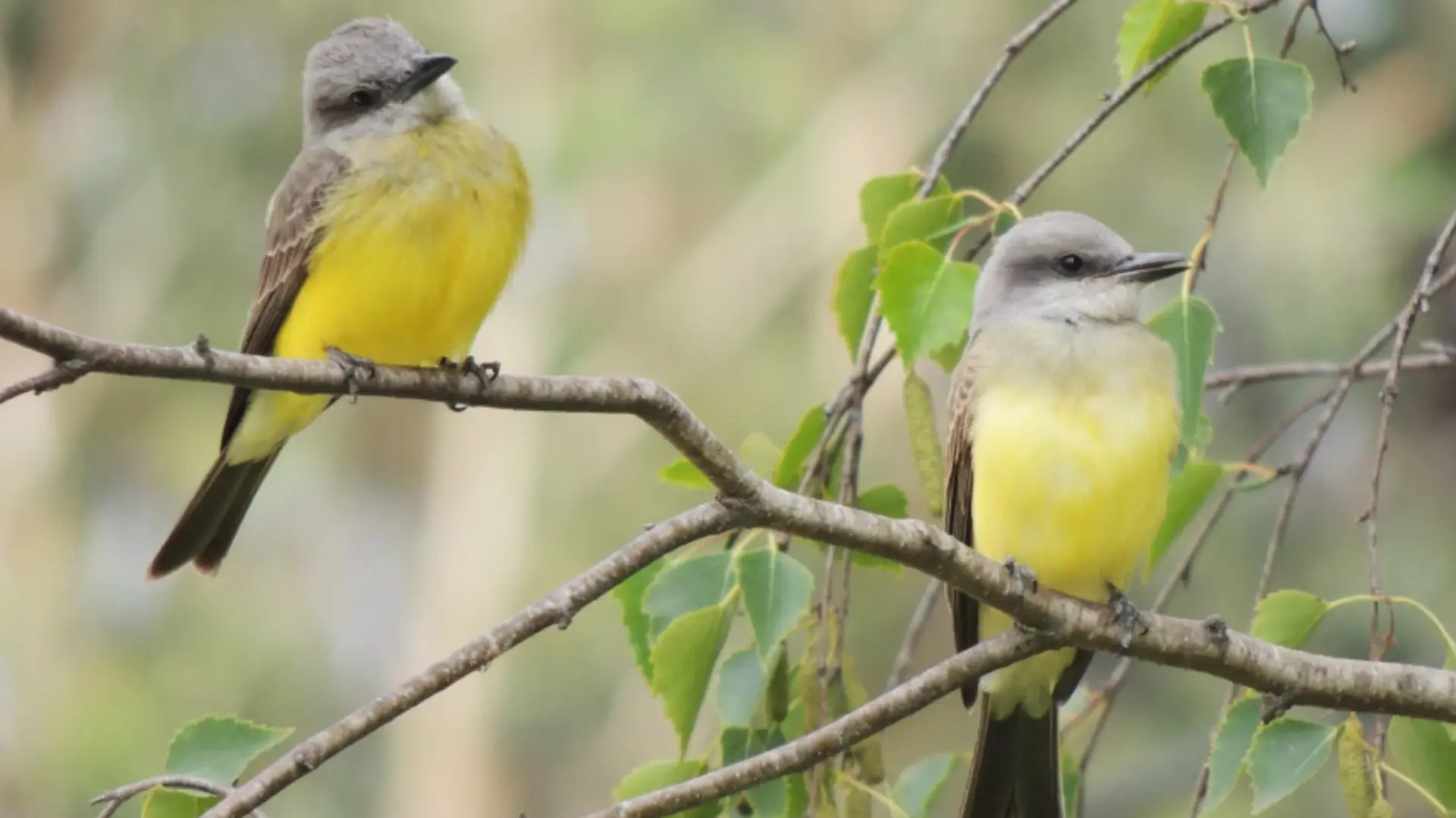 Aves de Río Negro: conservación, monitoreo y trabajo en territorio